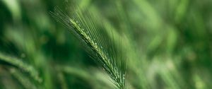 Preview wallpaper spike, macro, grass, green