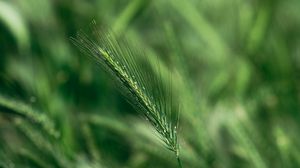 Preview wallpaper spike, macro, grass, green