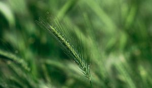 Preview wallpaper spike, macro, grass, green