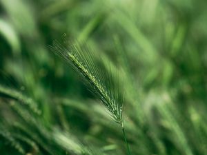 Preview wallpaper spike, macro, grass, green