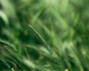 Preview wallpaper spike, macro, grass, green