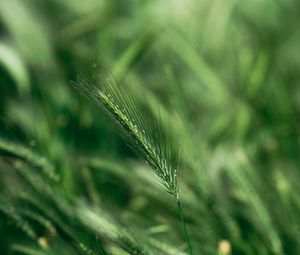 Preview wallpaper spike, macro, grass, green