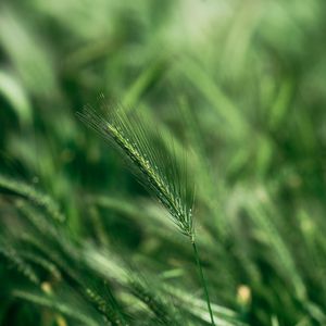 Preview wallpaper spike, macro, grass, green