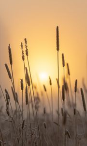 Preview wallpaper spike, sun, dawn, grass