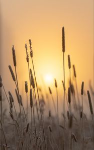 Preview wallpaper spike, sun, dawn, grass