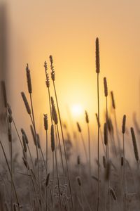 Preview wallpaper spike, sun, dawn, grass