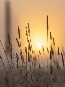 Preview wallpaper spike, sun, dawn, grass