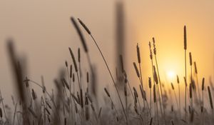 Preview wallpaper spike, sun, dawn, grass