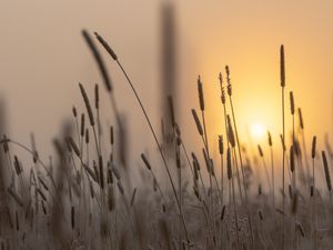 Preview wallpaper spike, sun, dawn, grass