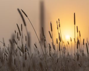 Preview wallpaper spike, sun, dawn, grass