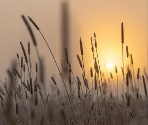 Preview wallpaper spike, sun, dawn, grass