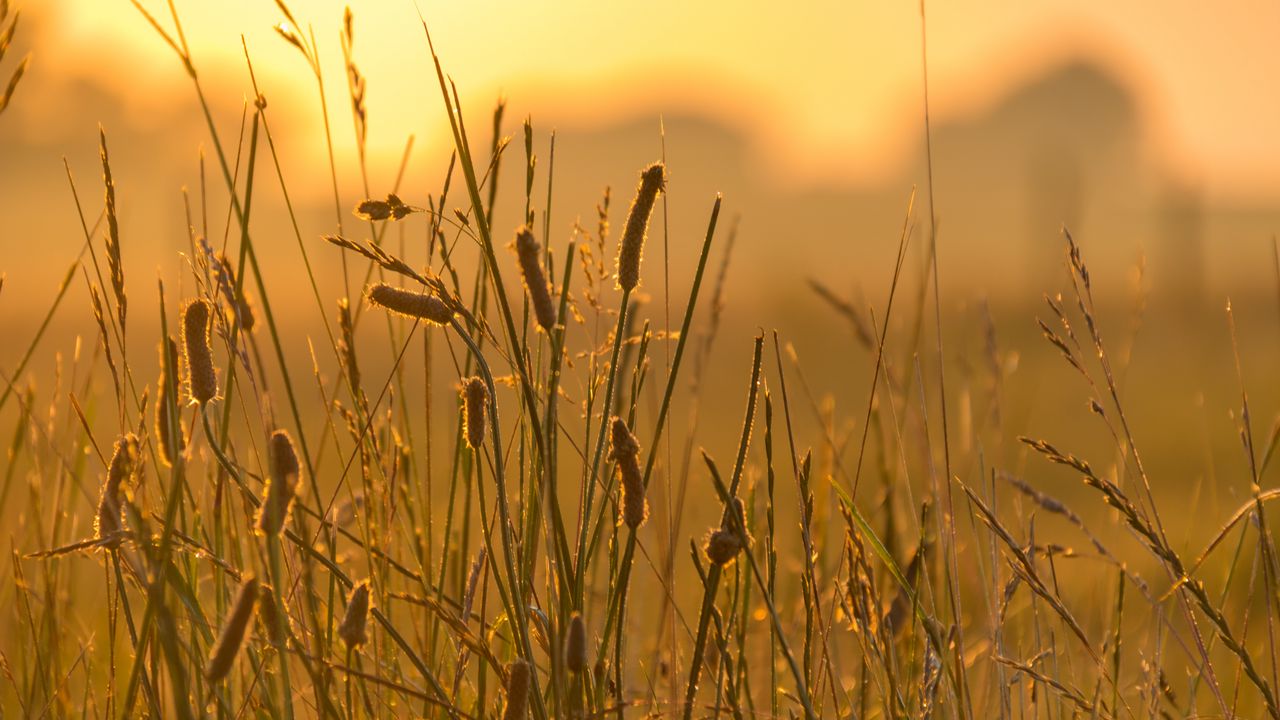 Wallpaper spike, wind, grass