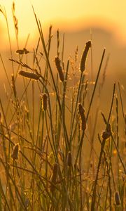 Preview wallpaper spike, wind, grass