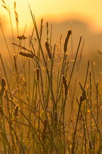 Preview wallpaper spike, wind, grass