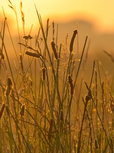 Preview wallpaper spike, wind, grass