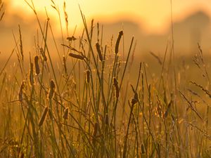 Preview wallpaper spike, wind, grass