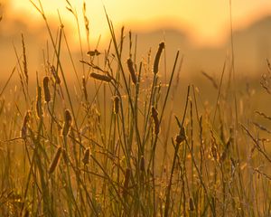 Preview wallpaper spike, wind, grass