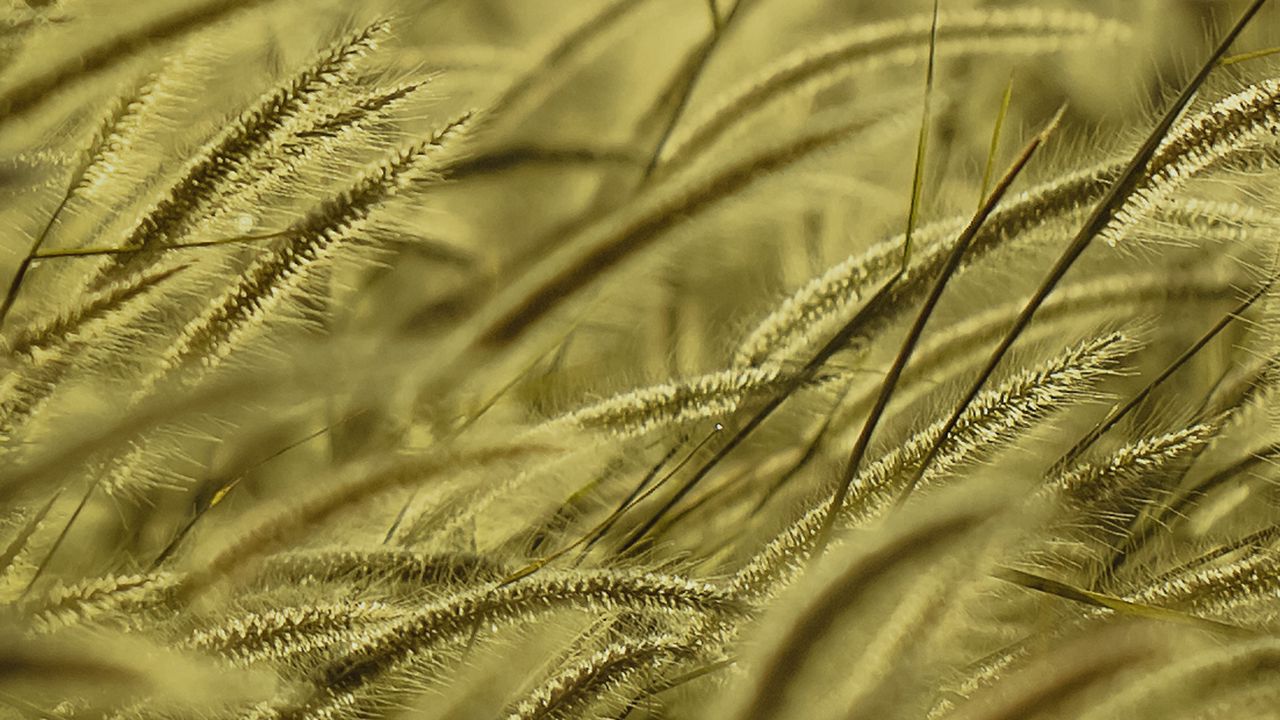 Wallpaper spike, wind, grass, dry