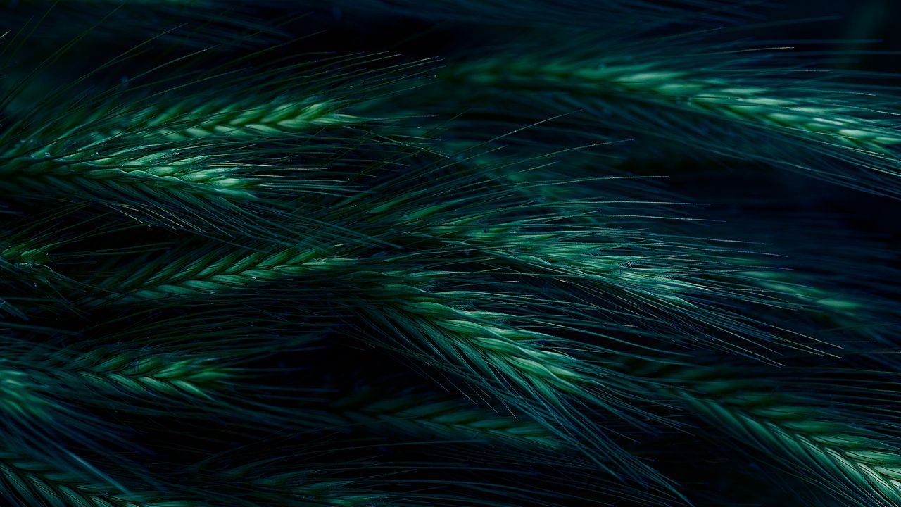 Wallpaper spikelet, grass, dark