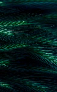 Preview wallpaper spikelet, grass, dark