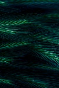 Preview wallpaper spikelet, grass, dark