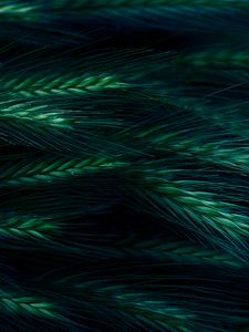 Preview wallpaper spikelet, grass, dark