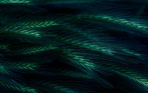 Preview wallpaper spikelet, grass, dark