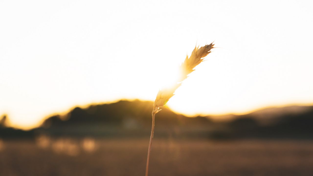 Wallpaper spikelet, hand, sun, sunlight, bright