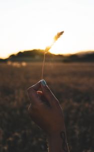 Preview wallpaper spikelet, hand, sun, sunlight, bright