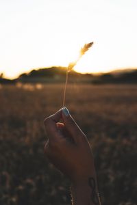 Preview wallpaper spikelet, hand, sun, sunlight, bright