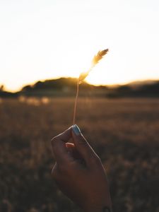 Preview wallpaper spikelet, hand, sun, sunlight, bright