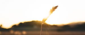 Preview wallpaper spikelet, hand, sun, sunlight, bright