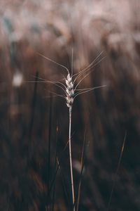 Preview wallpaper spikelet, plant, grass, stem, macro