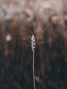 Preview wallpaper spikelet, plant, grass, stem, macro