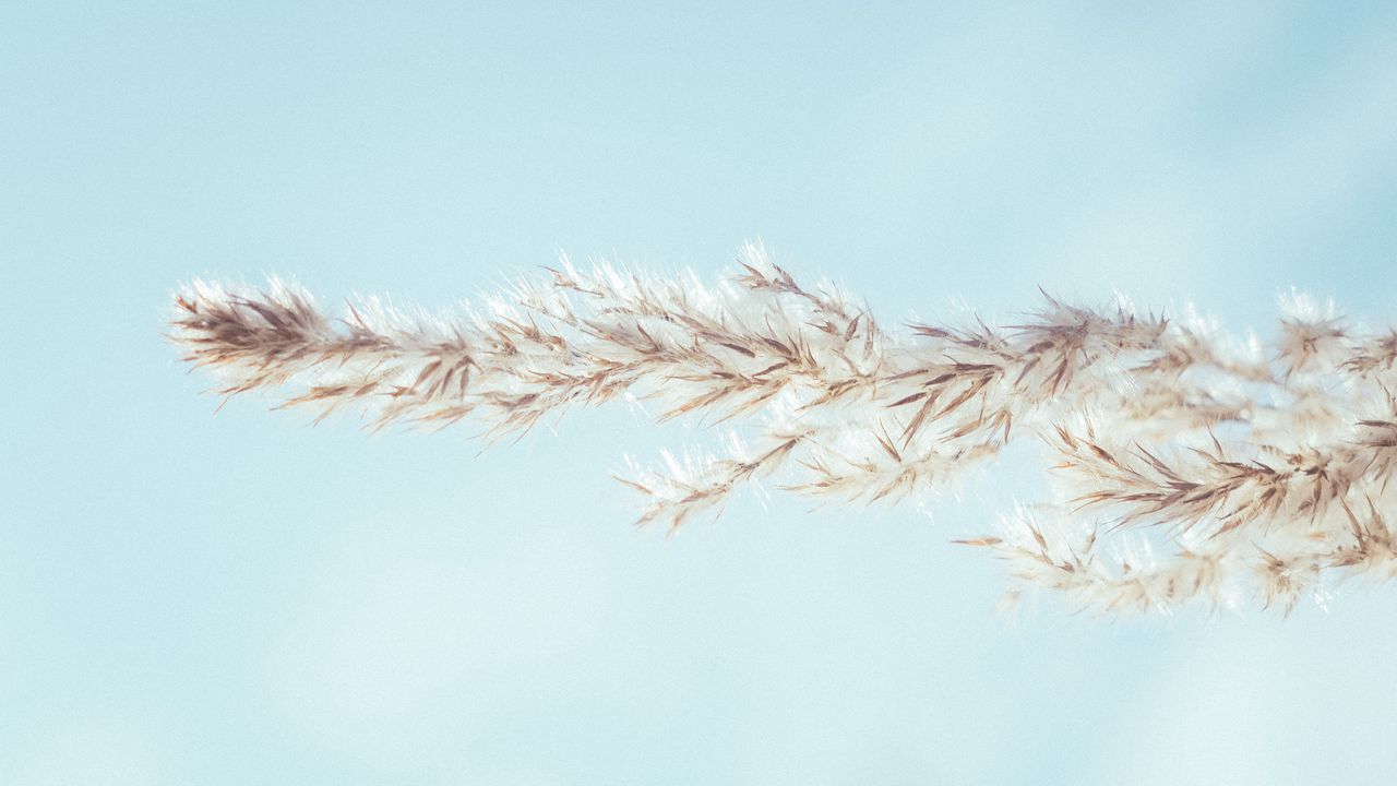 Wallpaper spikelet, sky, macro, plant, minimalism