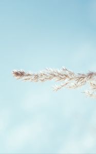 Preview wallpaper spikelet, sky, macro, plant, minimalism