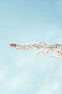 Preview wallpaper spikelet, sky, macro, plant, minimalism