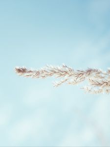 Preview wallpaper spikelet, sky, macro, plant, minimalism