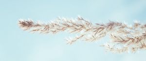 Preview wallpaper spikelet, sky, macro, plant, minimalism