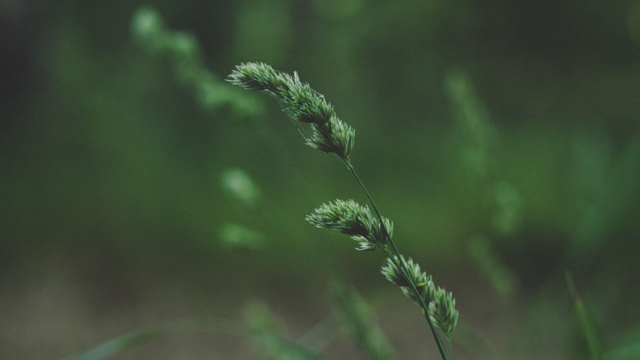 Wallpaper spikelet, stem, grass, plant, green