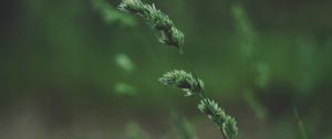 Preview wallpaper spikelet, stem, grass, plant, green