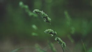 Preview wallpaper spikelet, stem, grass, plant, green