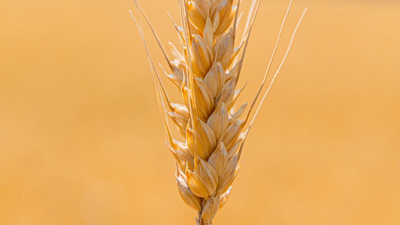 Wallpaper spikelet, wheat, grains, cereal, close-up