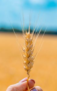 Preview wallpaper spikelet, wheat, grains, cereal, close-up