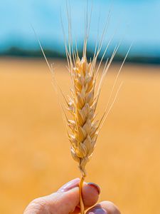 Preview wallpaper spikelet, wheat, grains, cereal, close-up