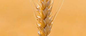 Preview wallpaper spikelet, wheat, grains, cereal, close-up