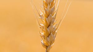 Preview wallpaper spikelet, wheat, grains, cereal, close-up