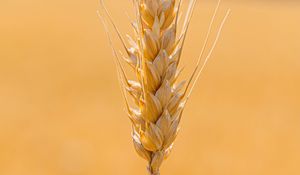 Preview wallpaper spikelet, wheat, grains, cereal, close-up