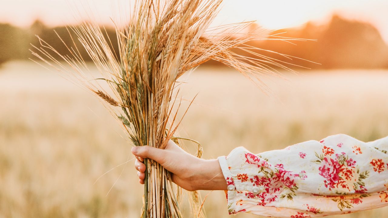 Wallpaper spikelets, bouquet, hand, field, barley