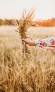 Preview wallpaper spikelets, bouquet, hand, field, barley